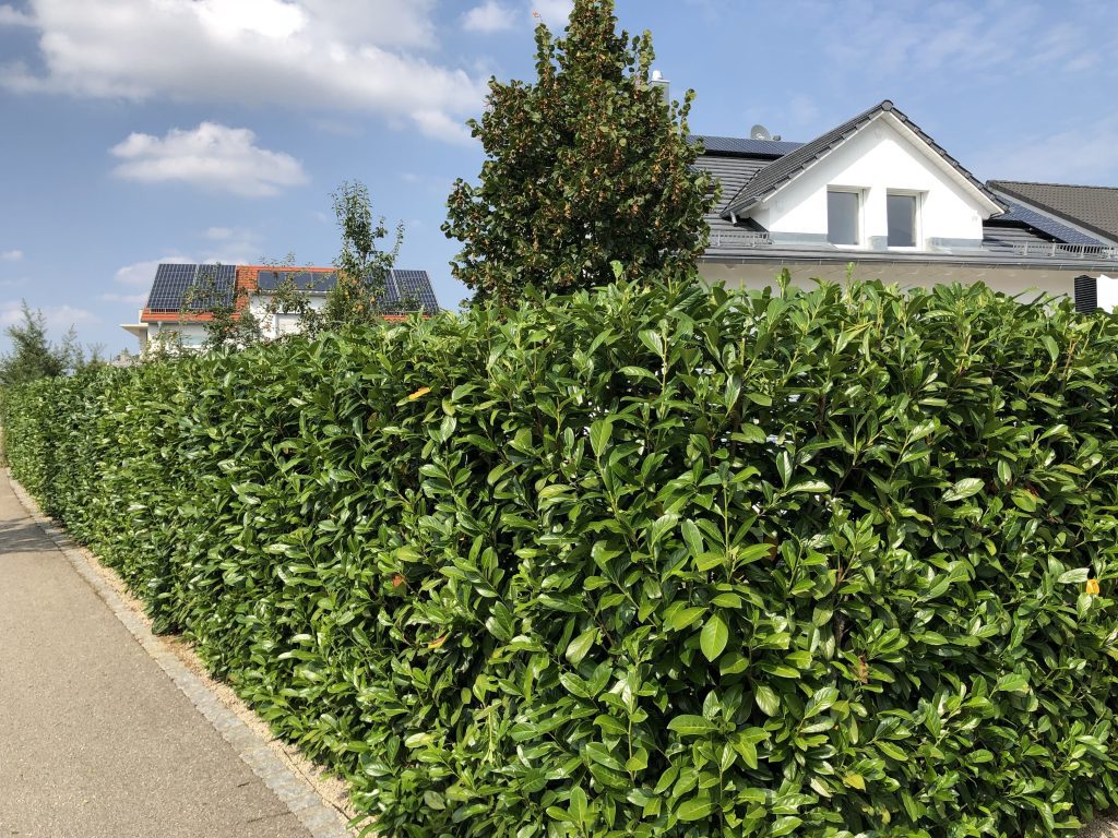 Immergrüne Hecke nach dem Schnitt