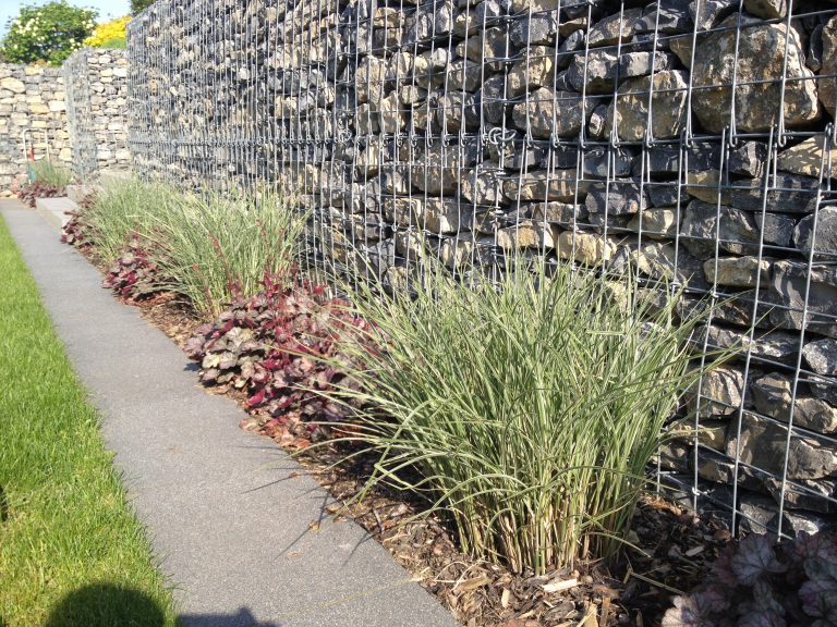 Gabionenwand mit Ziergräsern und Stauden entlang eines Gartenwegs.