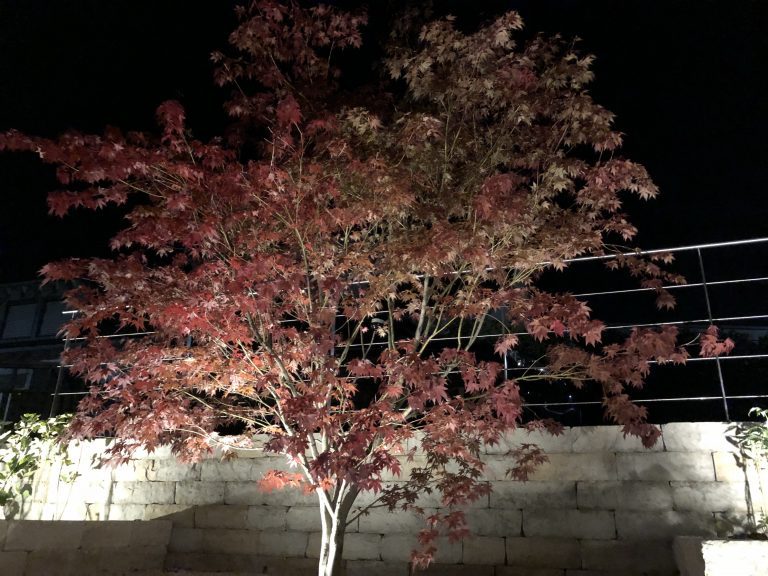Roter Fächerahorn vor einer beleuchteten Natursteinmauer bei Nacht.