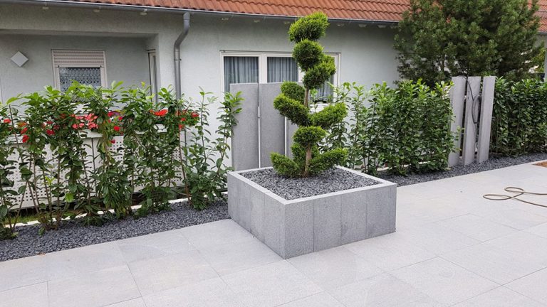 Formgehölz in einem erhöhten hellen Pflanzbeet auf einer Terrasse.