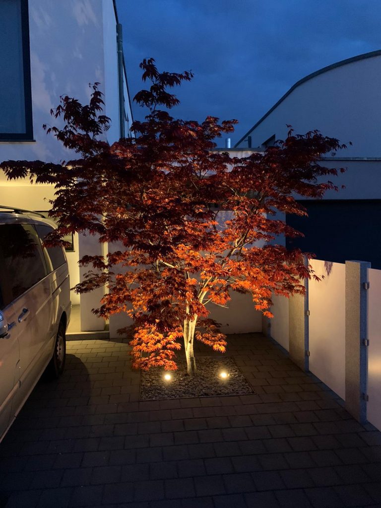 Roter Fächerahorn mit Bodenbeleuchtung neben einem Sichtschutz am Abend.