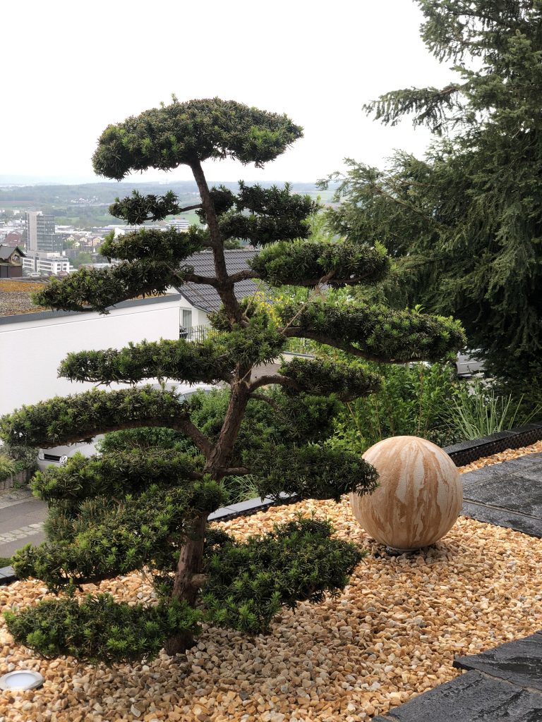 Geschnittenes Ziergehölz als Blickfang in einem gepflegten Gartenbeet.