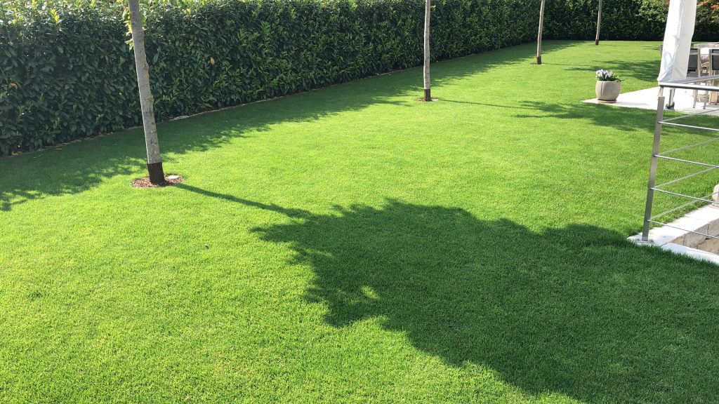 Sonnige Rasenfläche mit jungen Bäumen und dichter Gartenhecke.