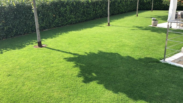 Sonnige Rasenfläche mit jungen Bäumen und dichter Gartenhecke.