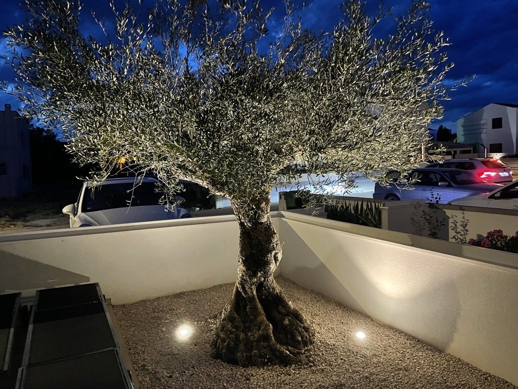 Von unten beleuchteter Olivenbaum in einem eingefassten Beet am Abend.