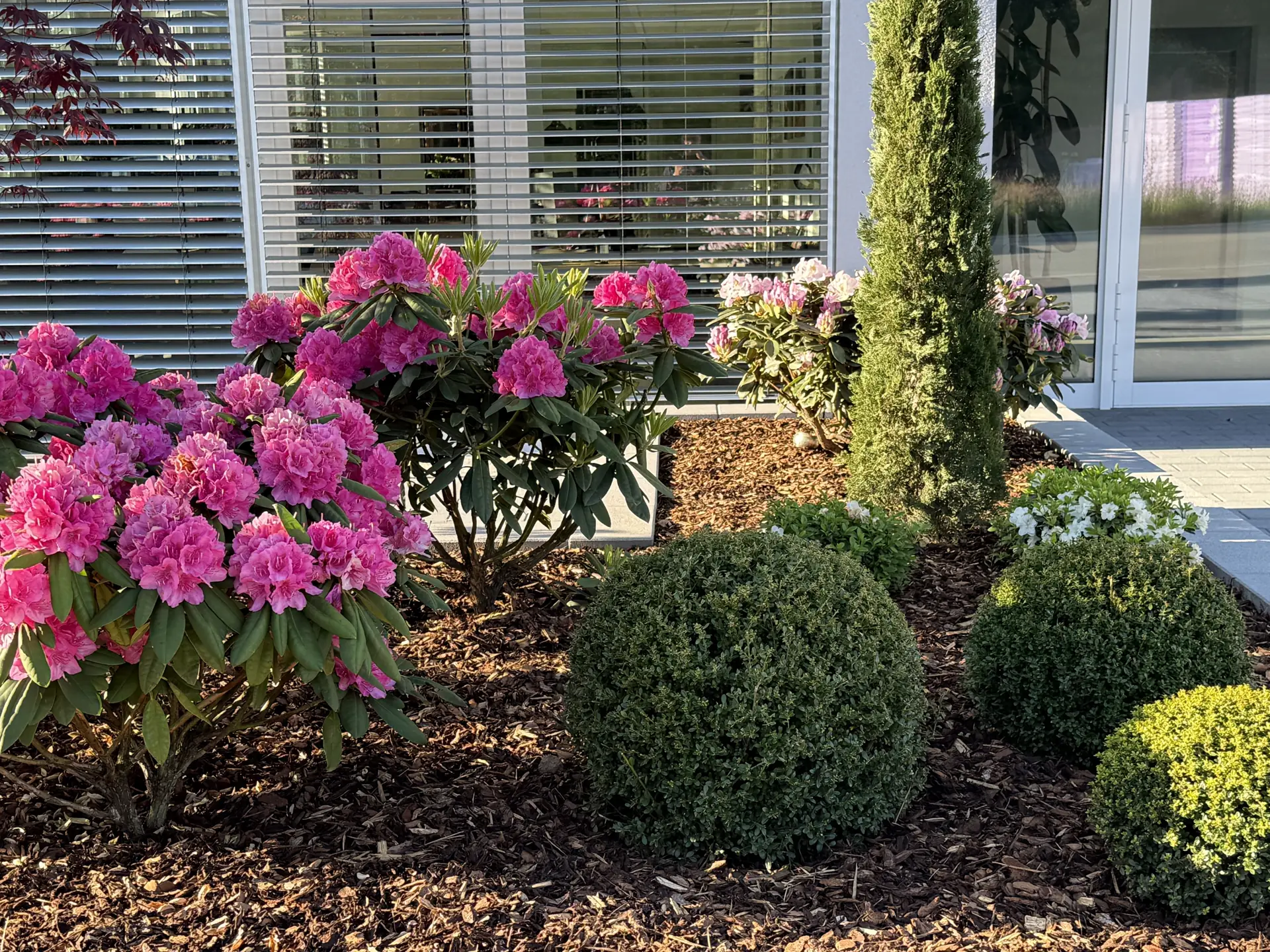 Kräftig rosa Rhododendren zwischen kugelförmigen Gehölzen und weiß blühenden Pflanzen.