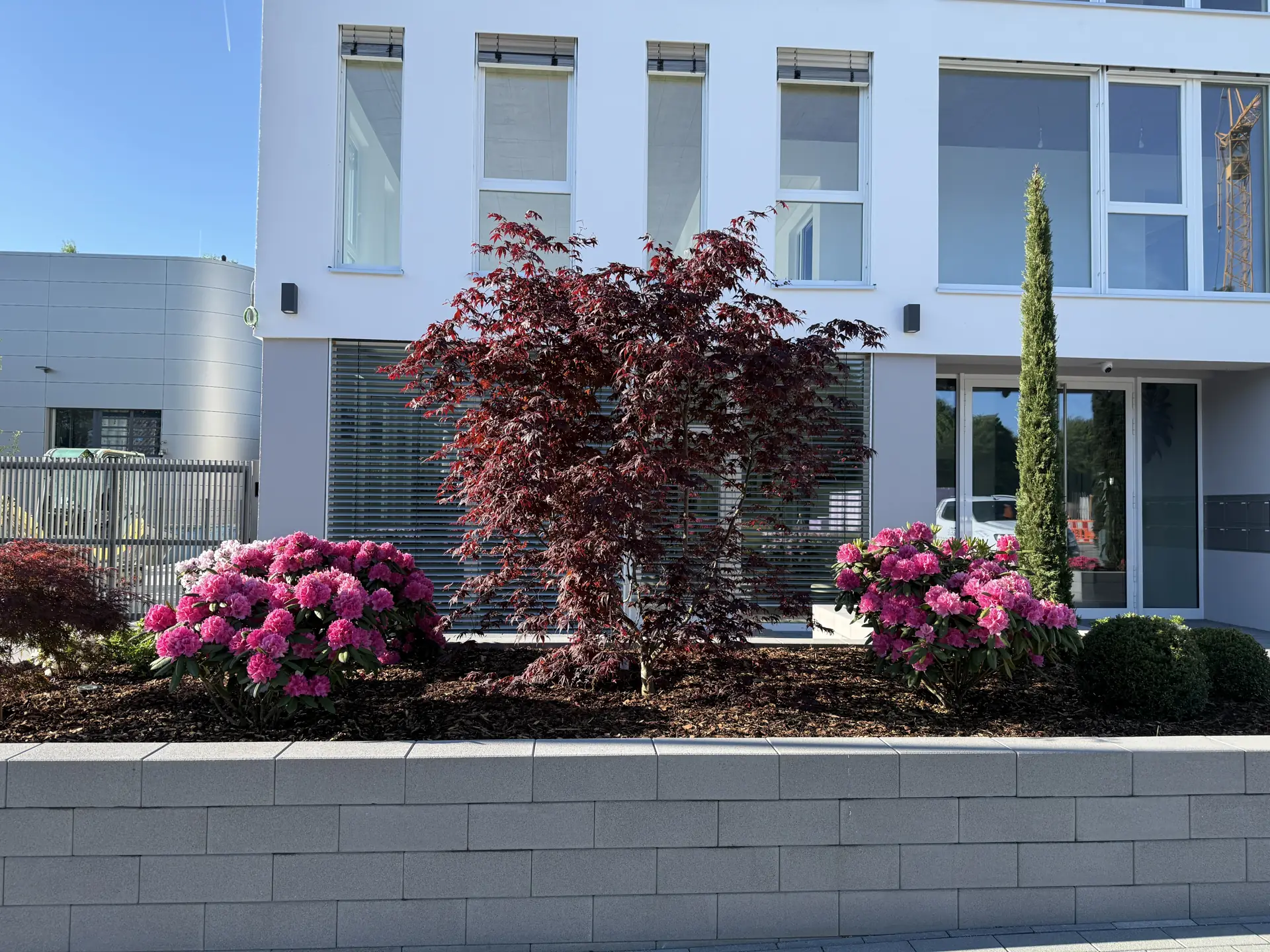 Roter Fächerahorn zwischen rosa Rhododendren in einem mit Betonsteinen eingefassten Pflanzbeet.