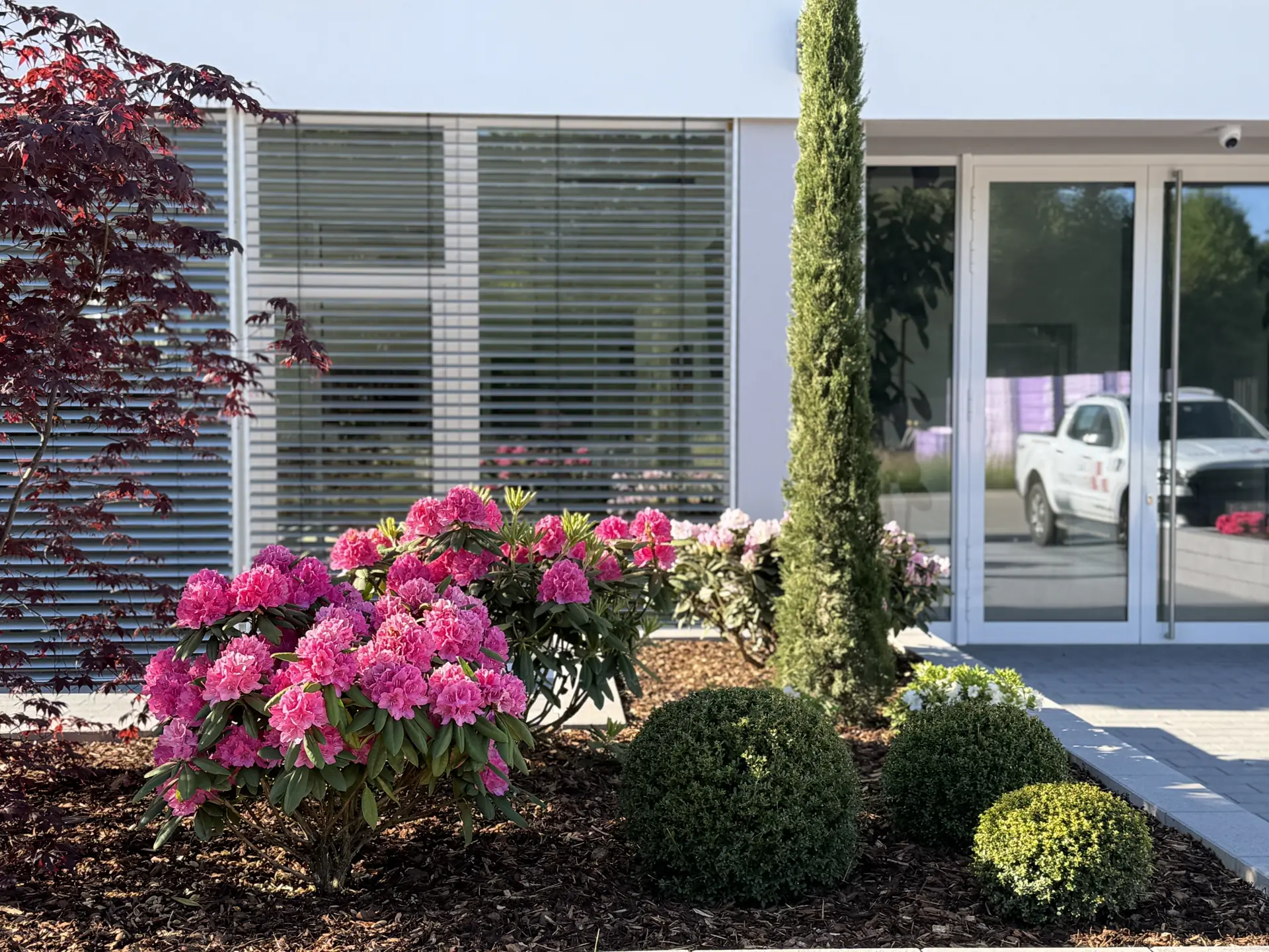 Rosa Rhododendren, grüne Formgehölze und eine schlanke Zypresse vor einem modernen Gebäude.