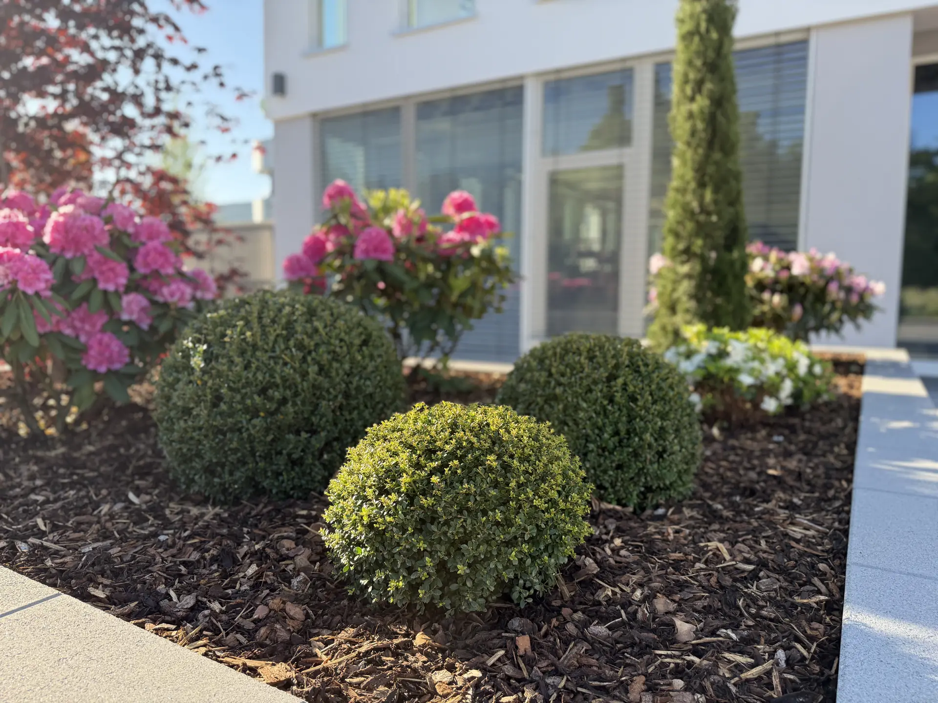 Geschnittene Buchskugeln im Rindenmulchbeet mit blühenden Rhododendren und einer Zypresse.
