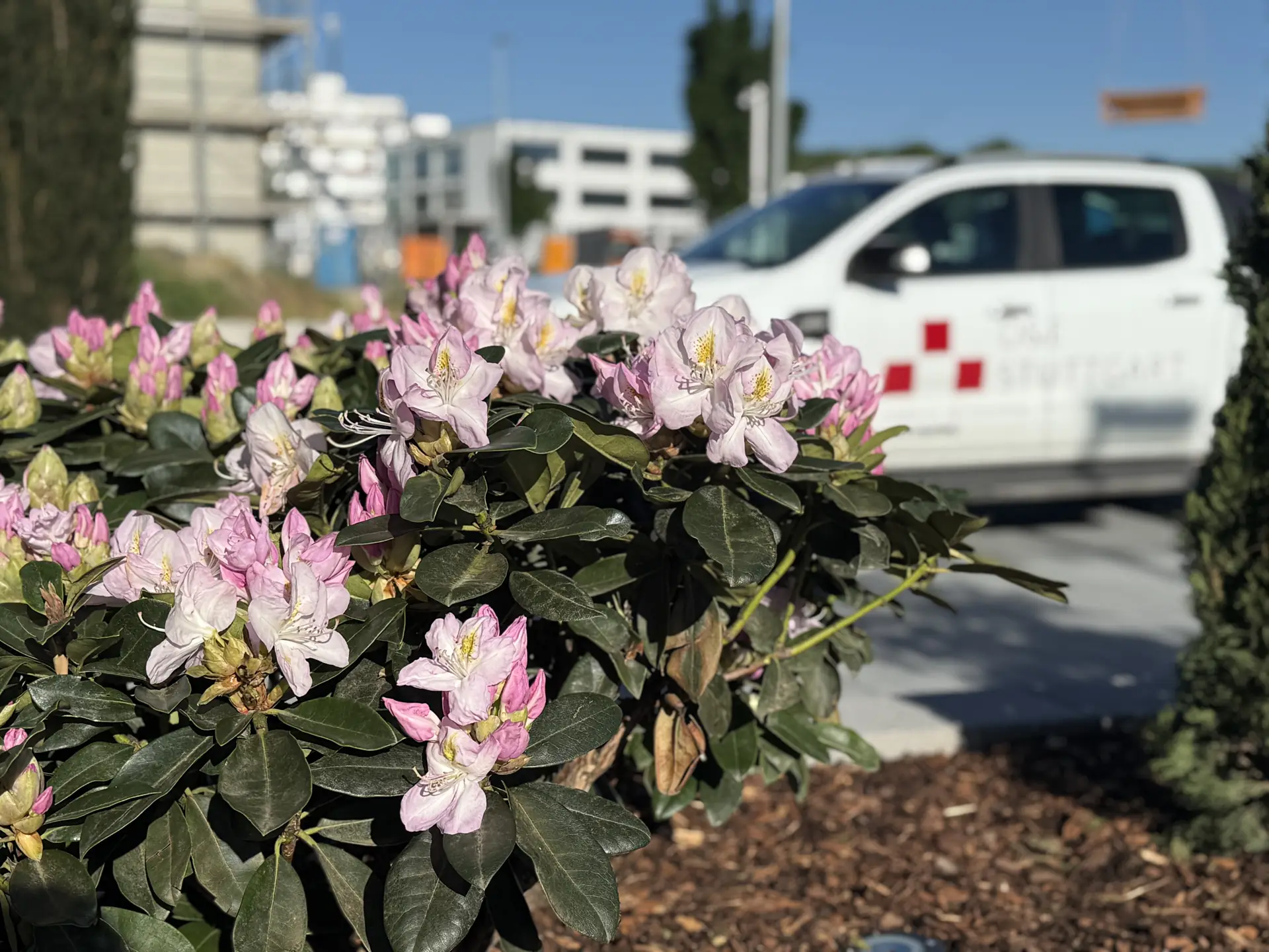 Zartrosa Rhododendren im Vordergrund und das weiße D&E-Stuttgart-Firmenfahrzeug im Hintergrund.